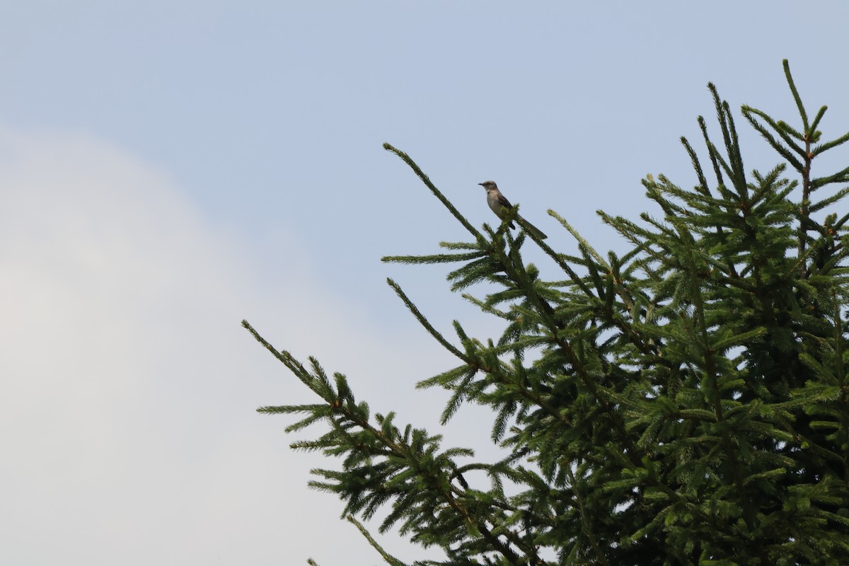 Northern Mockingbird - ML620580178