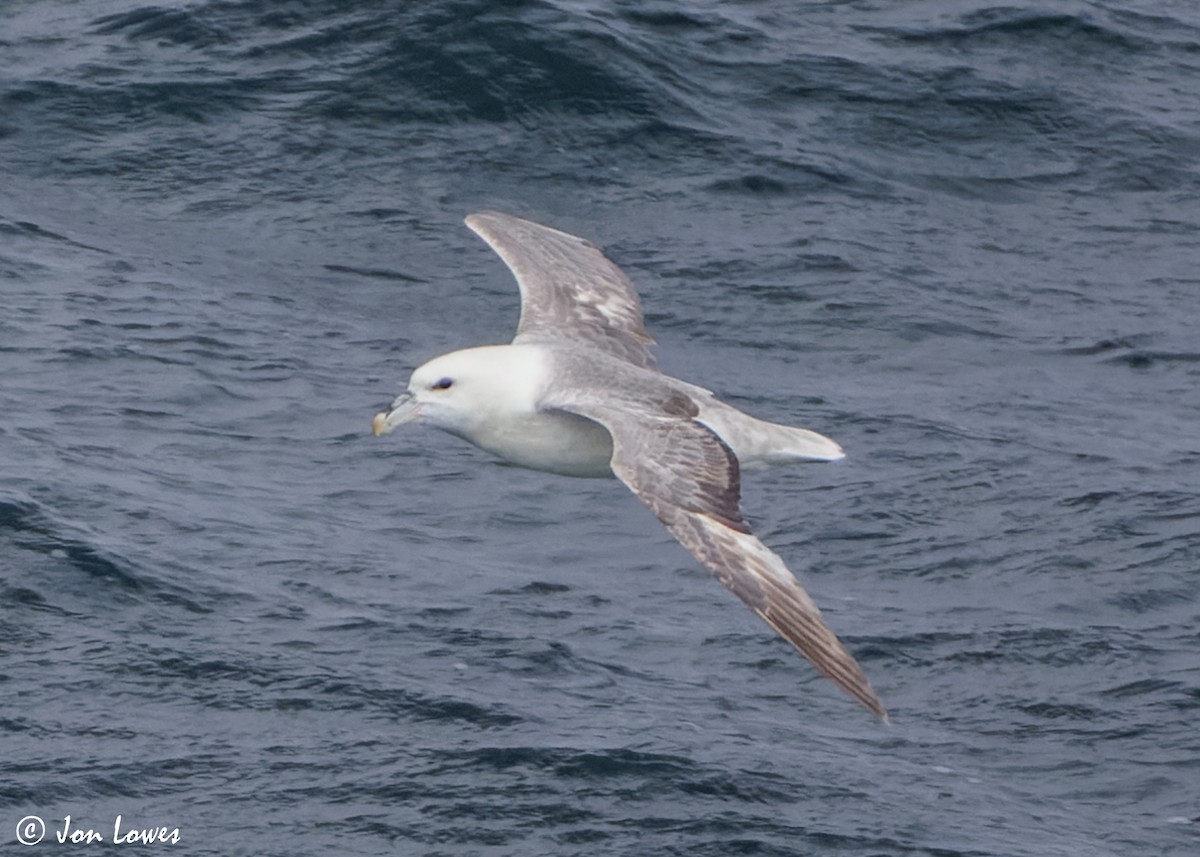 Northern Fulmar (Atlantic) - Jon Lowes