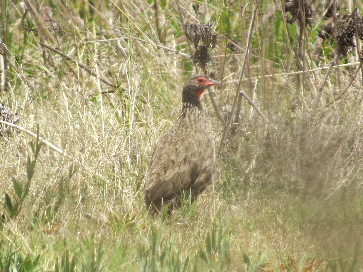 Swainson's Spurfowl - ML620580180