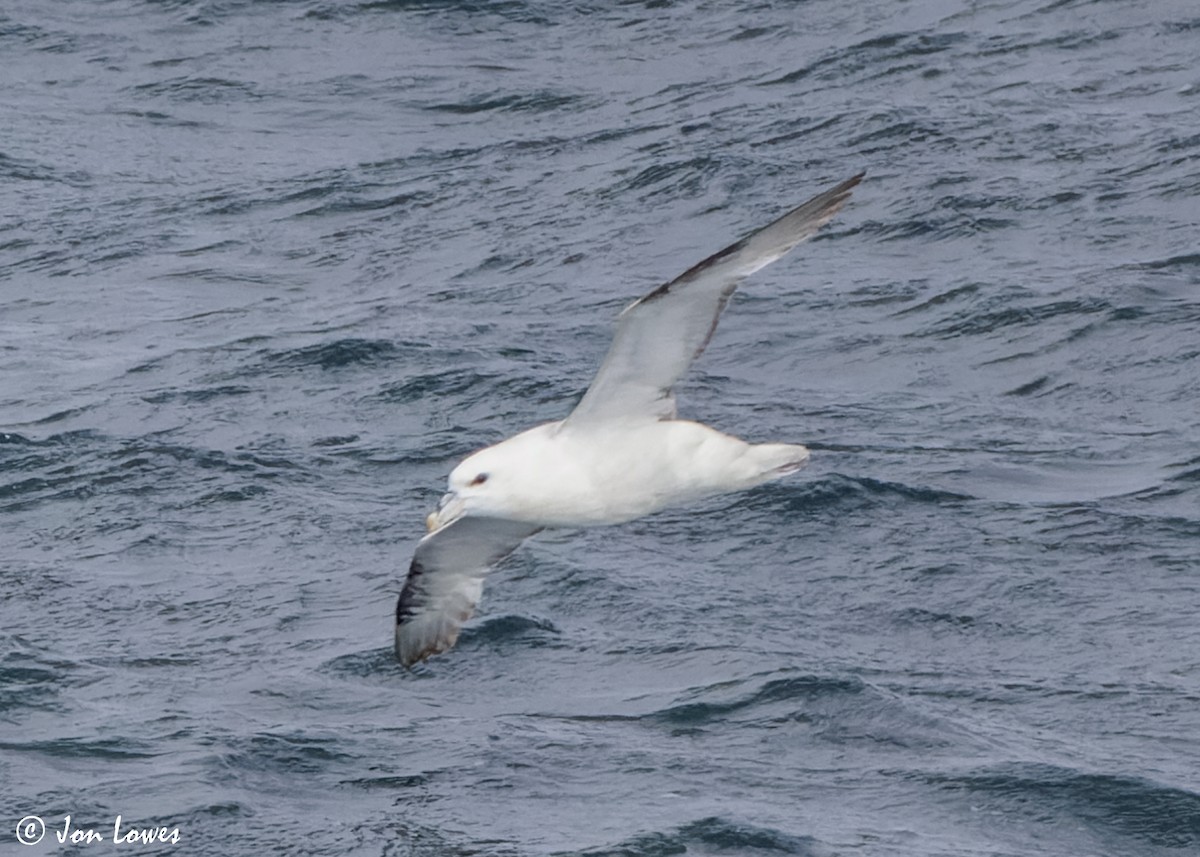 Fulmar Boreal (Atlántico) - ML620580181