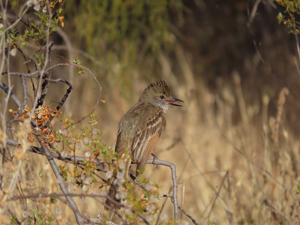 Brown-crested Flycatcher - ML620580182