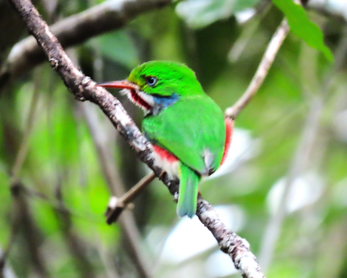 Cuban Tody - ML620580191