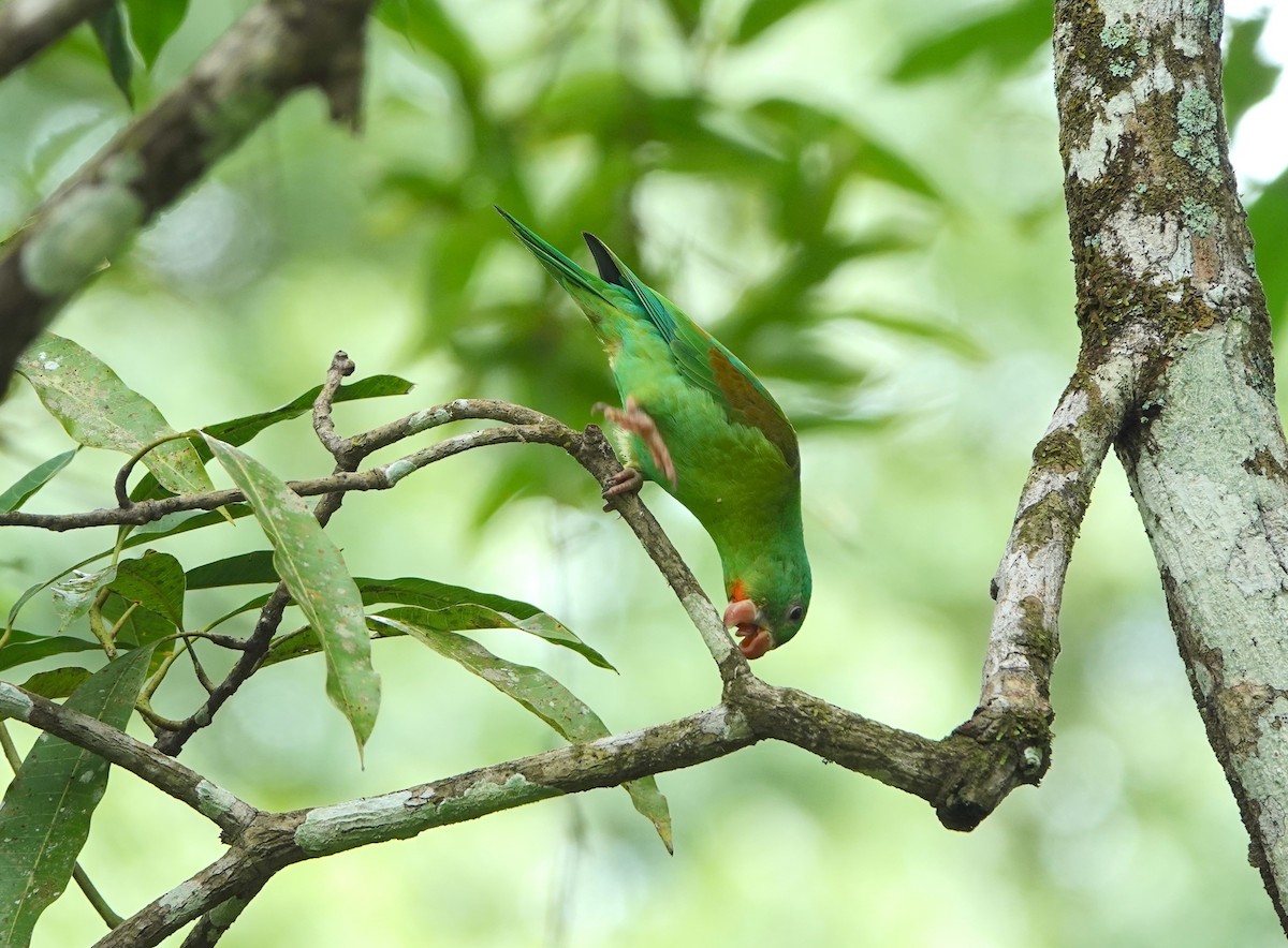 Orange-chinned Parakeet - Alexa Veenema