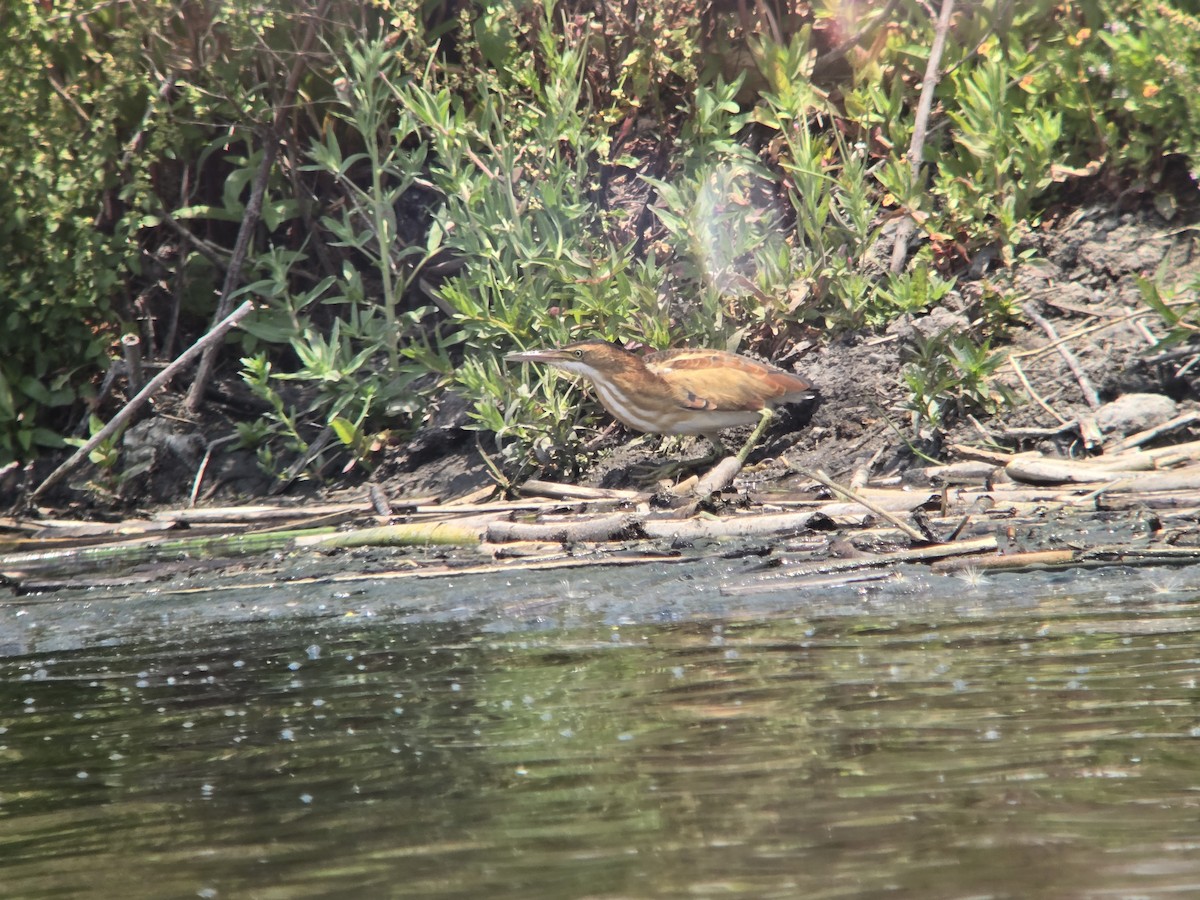 Least Bittern - ML620580206