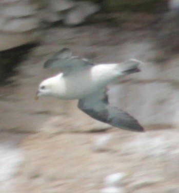 Eissturmvogel (glacialis/auduboni) - ML620580209