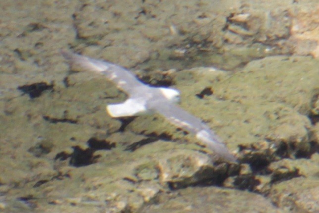 Eissturmvogel (glacialis/auduboni) - ML620580211