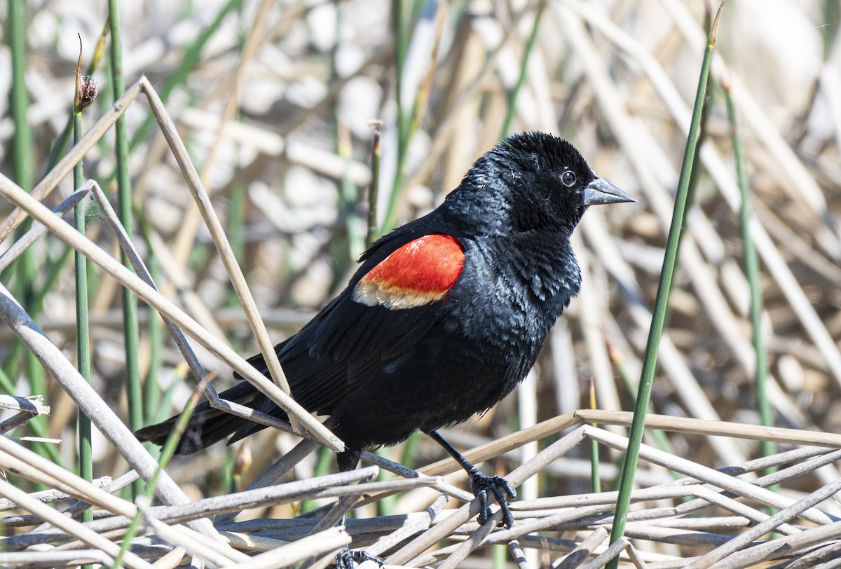 Red-winged Blackbird - ML620580221