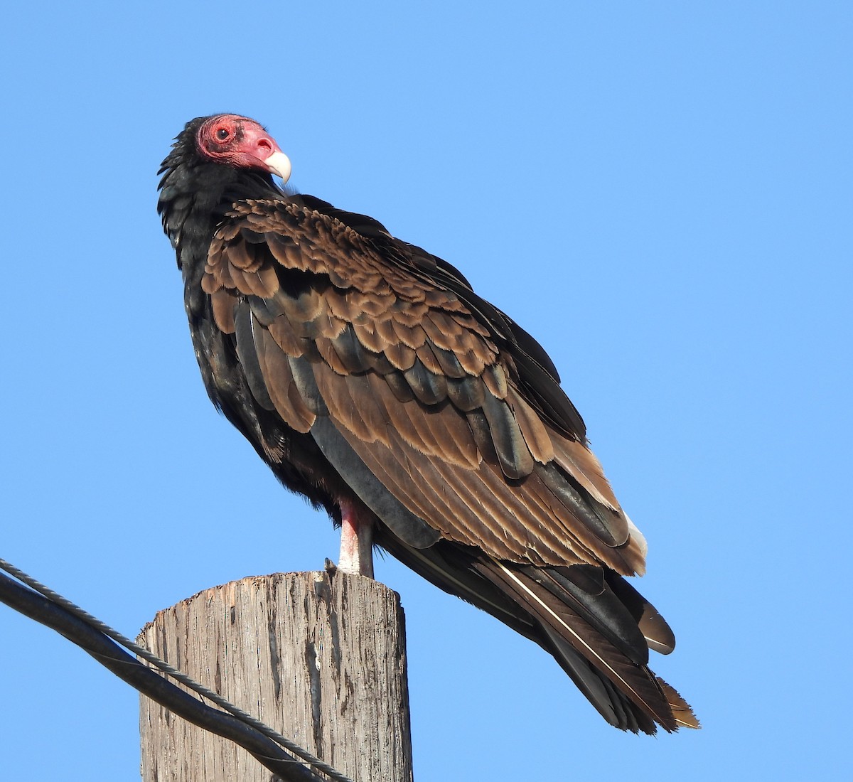 Urubu à tête rouge - ML620580223