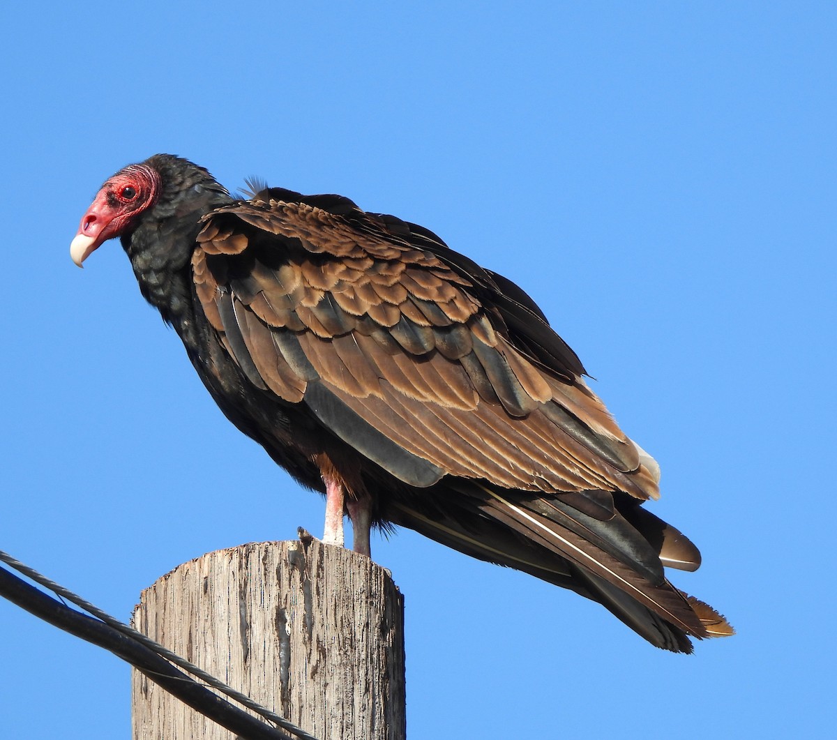 Turkey Vulture - ML620580224