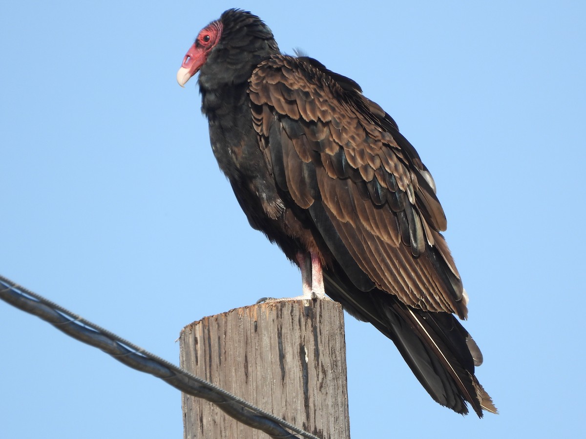 Turkey Vulture - ML620580225