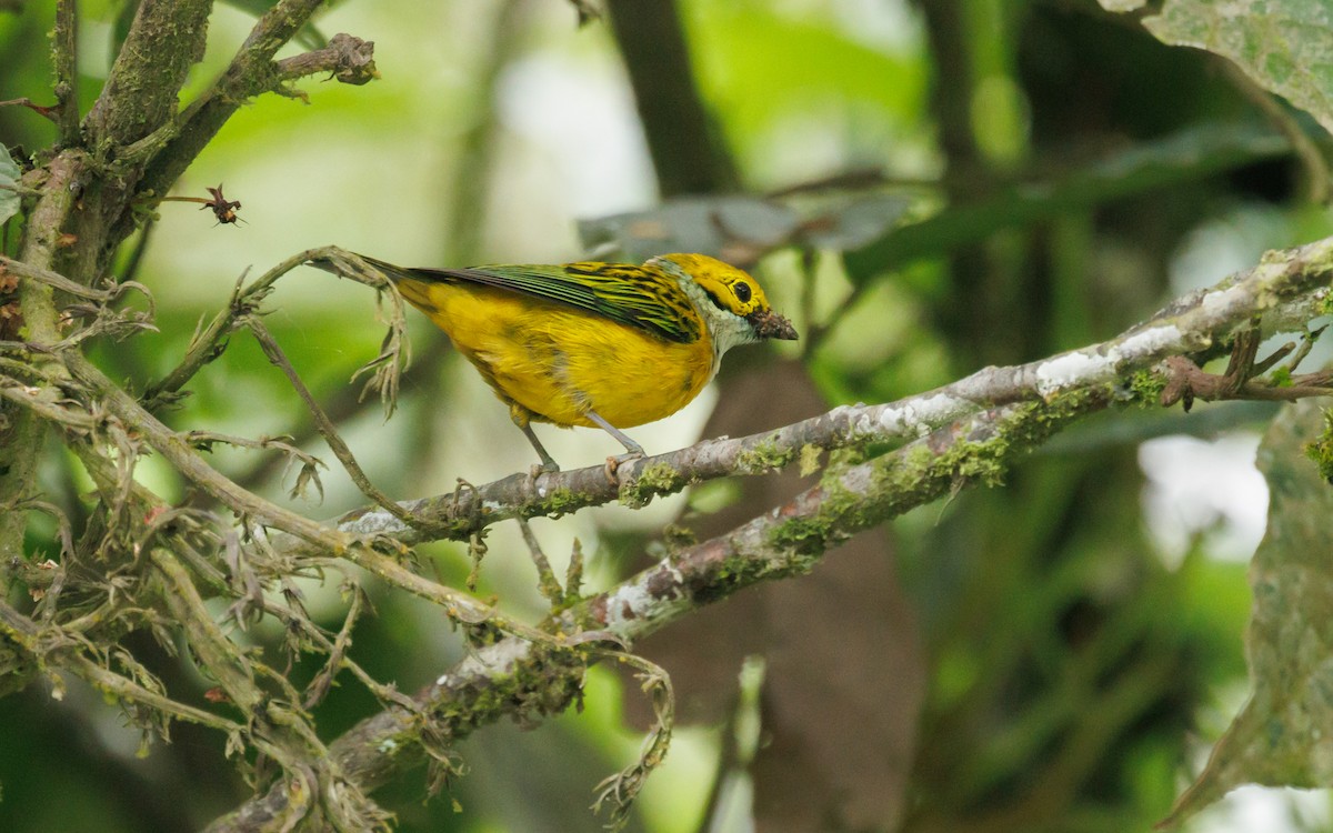 Silver-throated Tanager - ML620580228