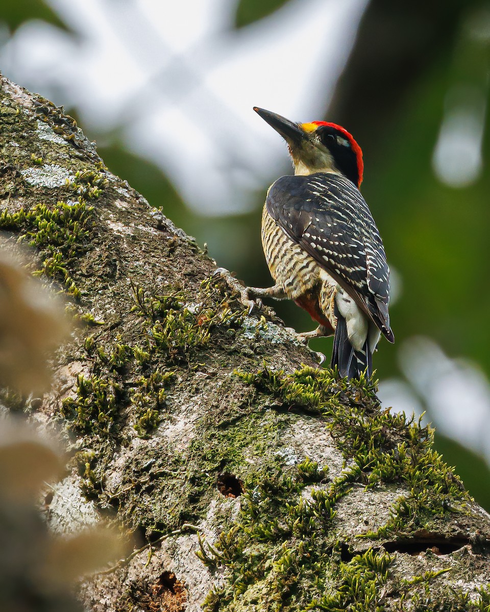 Black-cheeked Woodpecker - ML620580235