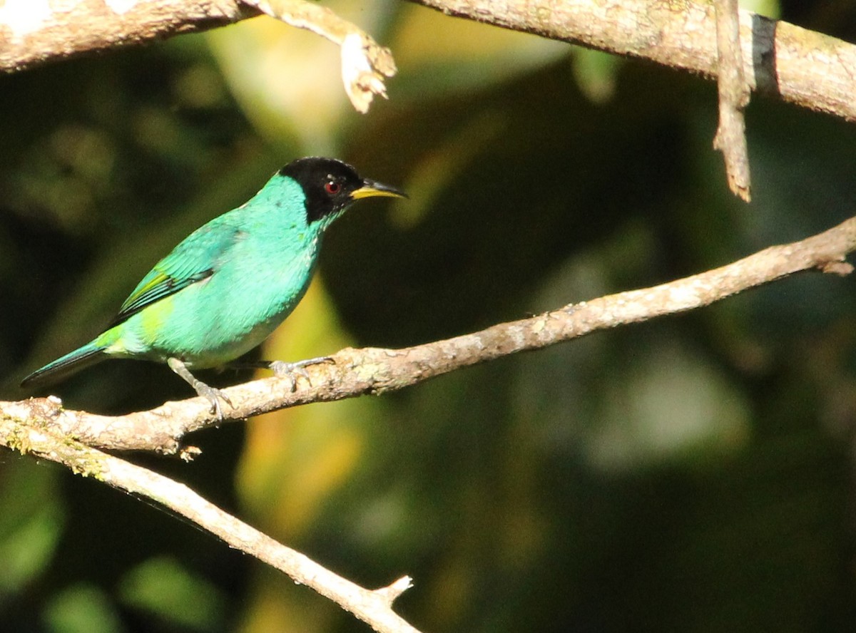 Green Honeycreeper - ML620580237