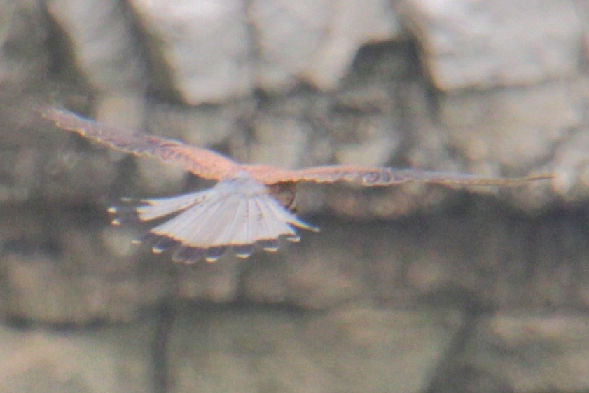 Eurasian Kestrel (Eurasian) - ML620580247