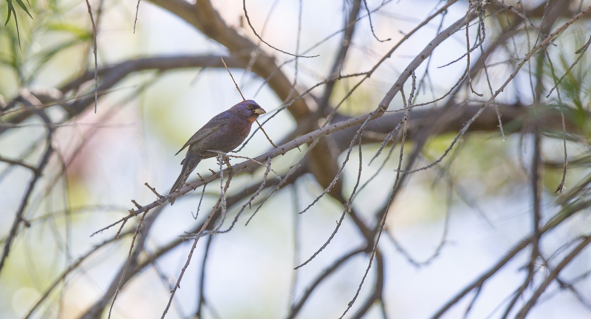 Varied Bunting - ML620580249