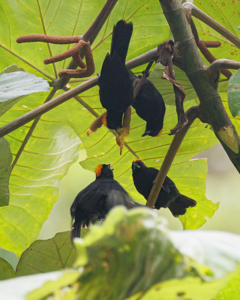 Tawny-crested Tanager - ML620580252