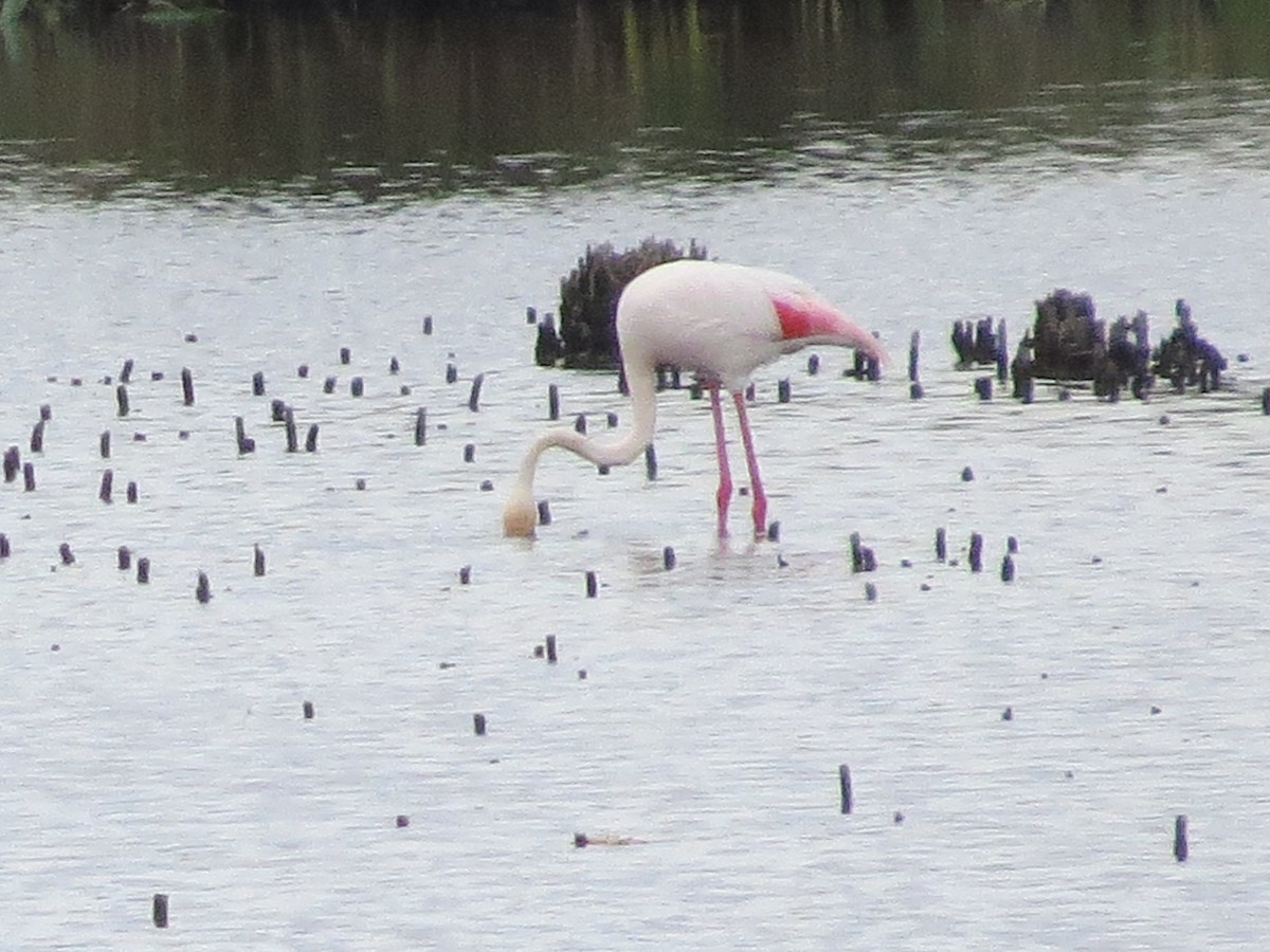 rosenflamingo - ML620580255