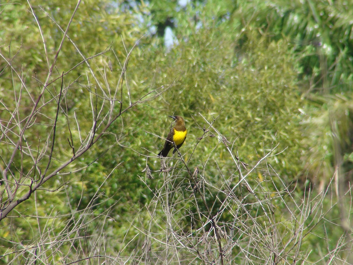 Brown-and-yellow Marshbird - ML620580270