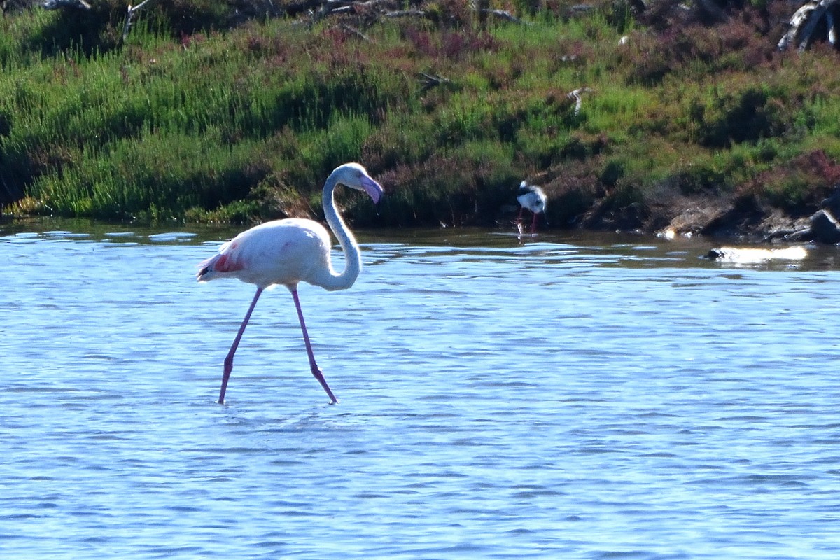 Greater Flamingo - ML620580271
