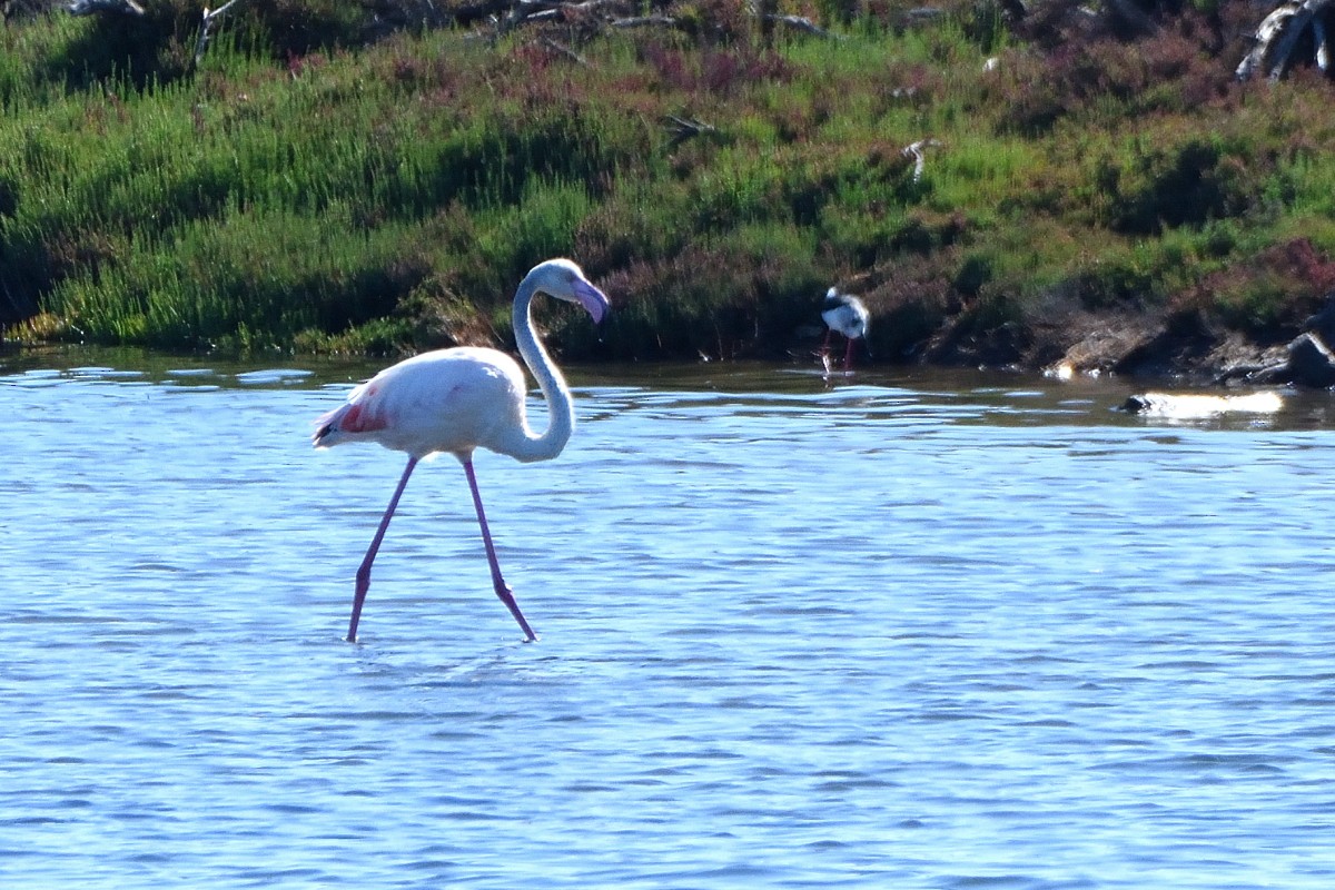 Flamingo - ML620580271