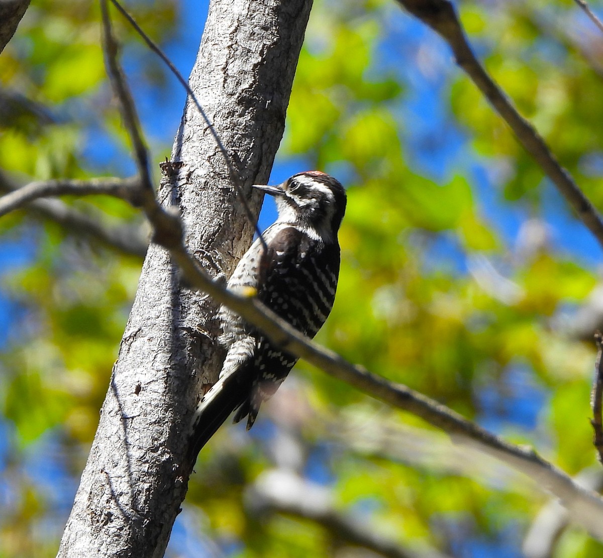 Nuttall's Woodpecker - ML620580275