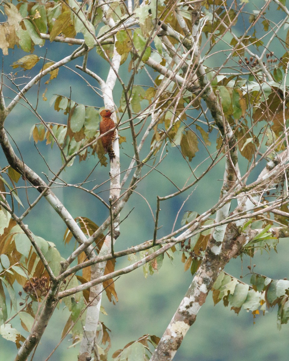 Cinnamon Woodpecker - ML620580282