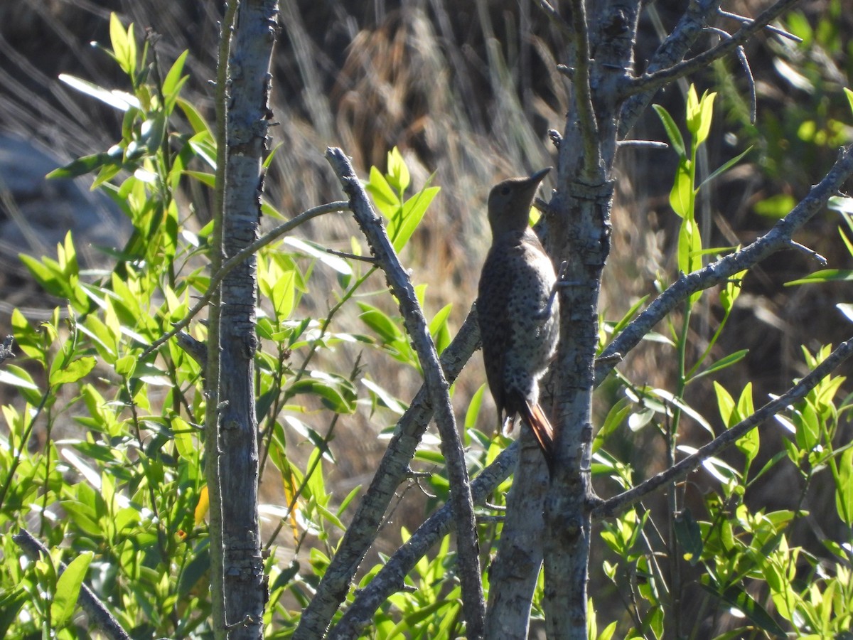 Hairy Woodpecker - ML620580284