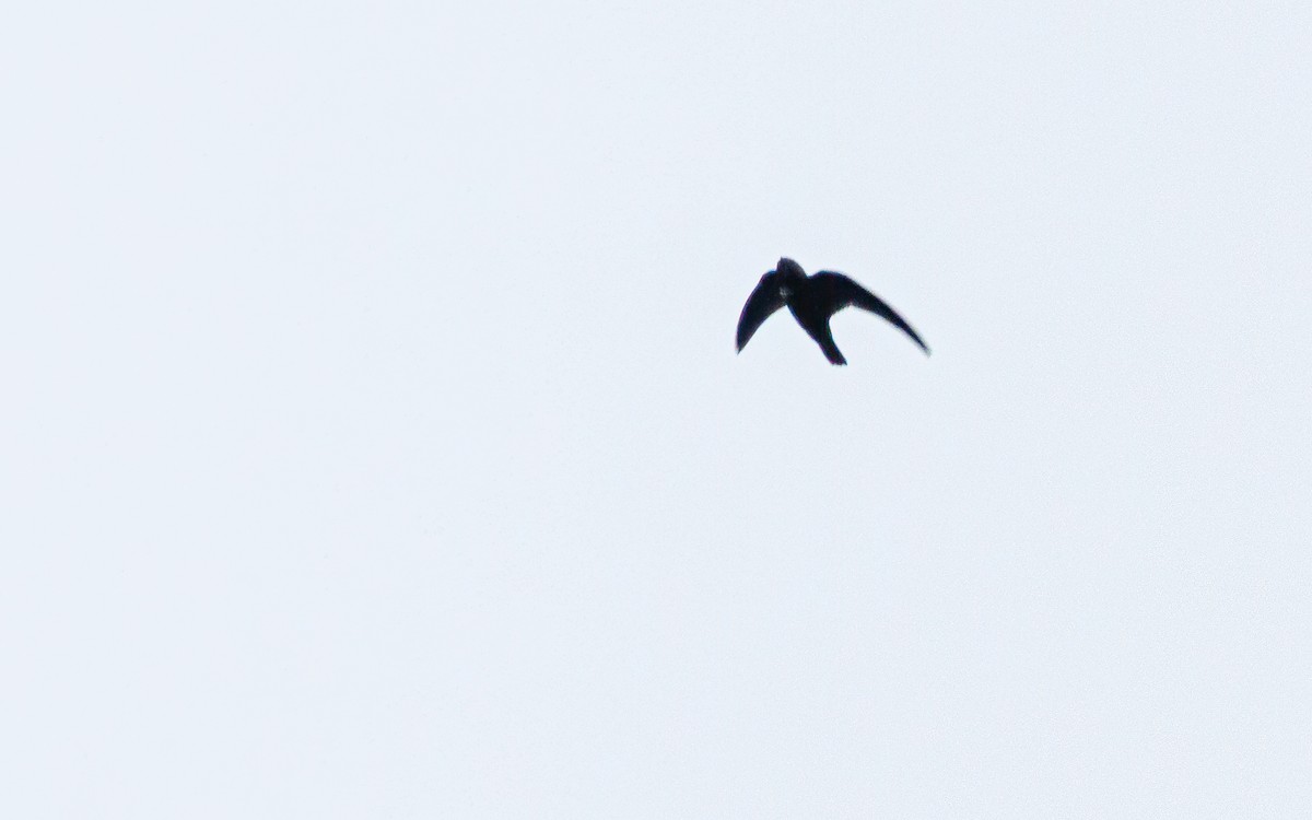 White-chested Swift - David Monroy Rengifo