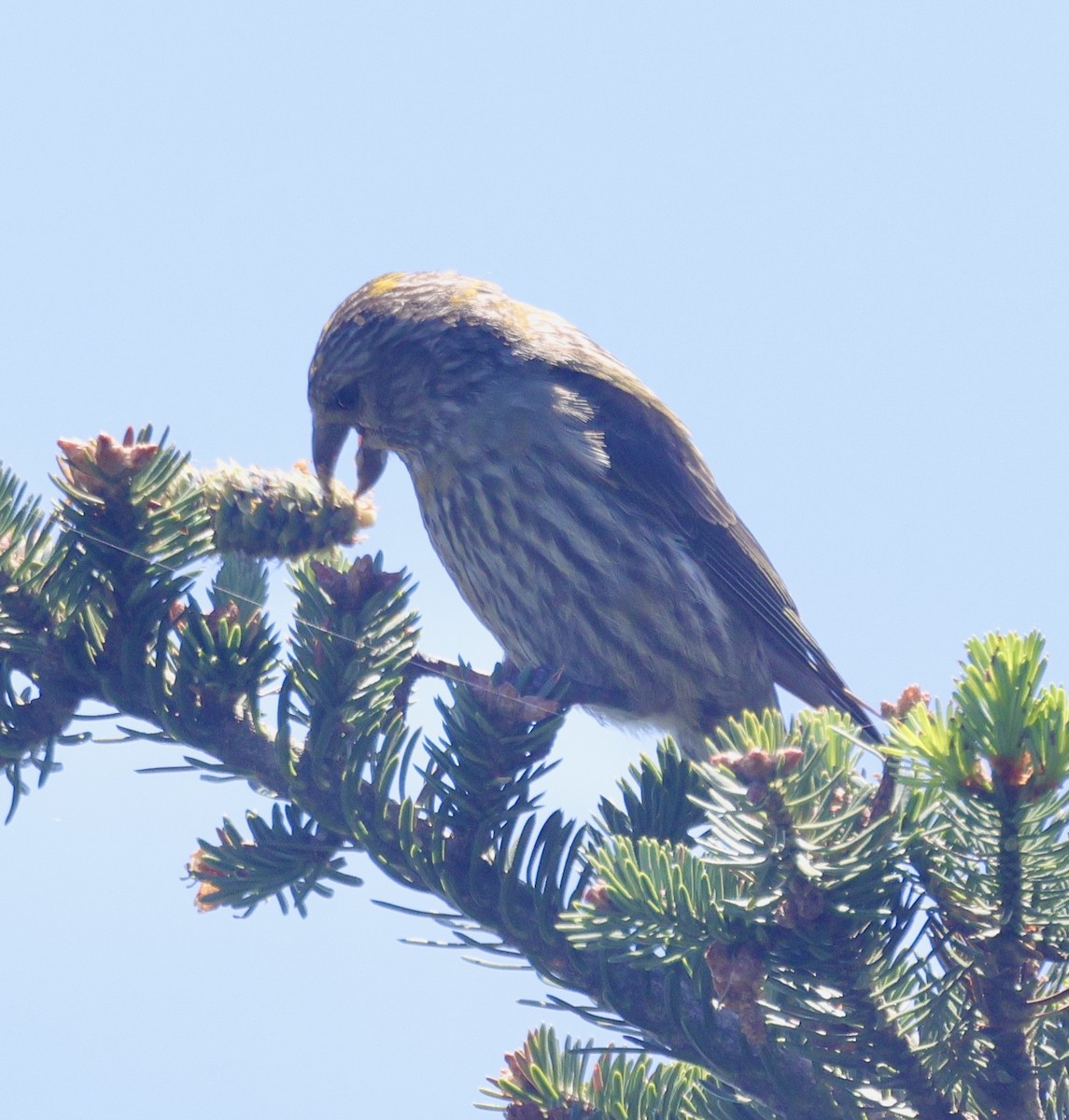 Red Crossbill - ML620580299