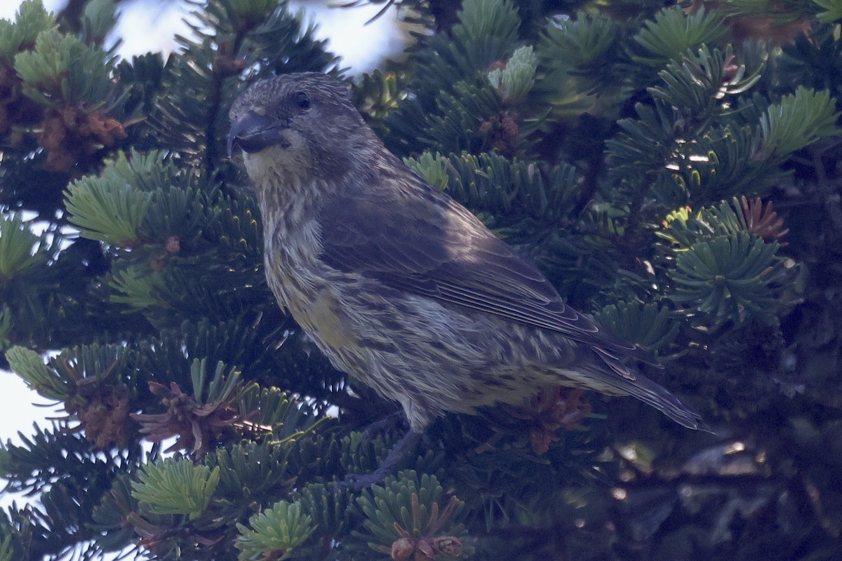 Red Crossbill - ML620580301