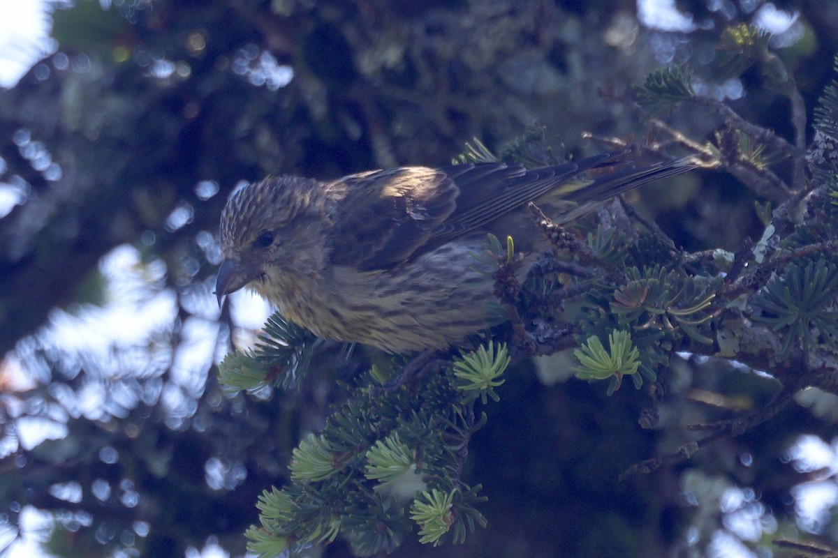 Bec-croisé des sapins - ML620580302