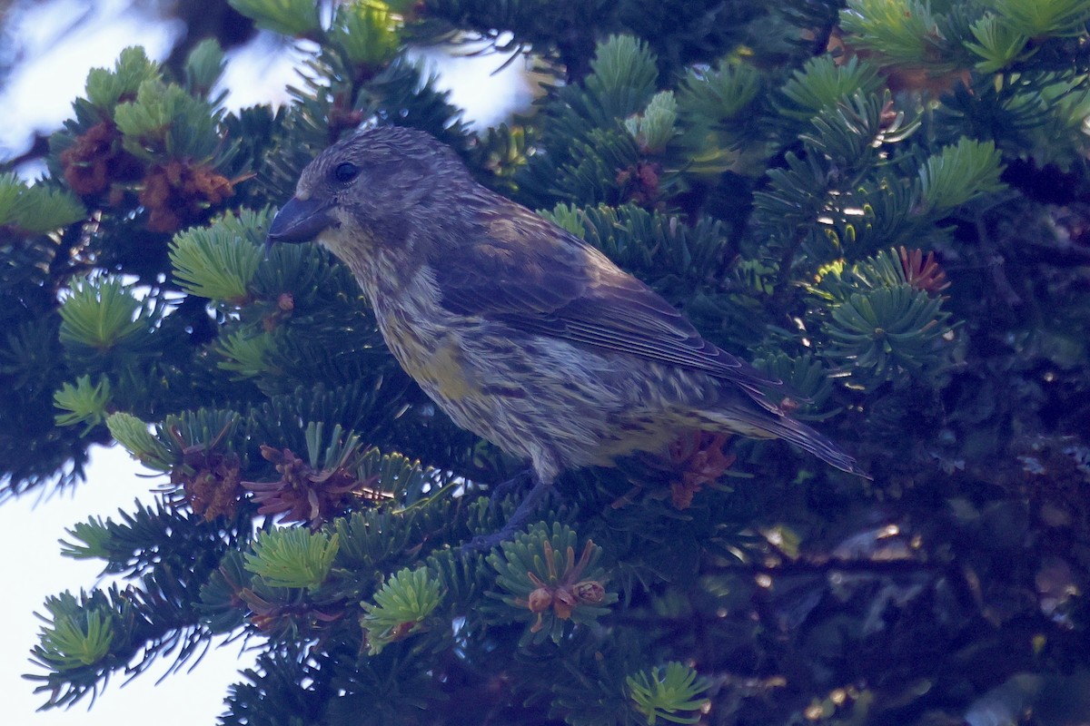 Bec-croisé des sapins - ML620580305