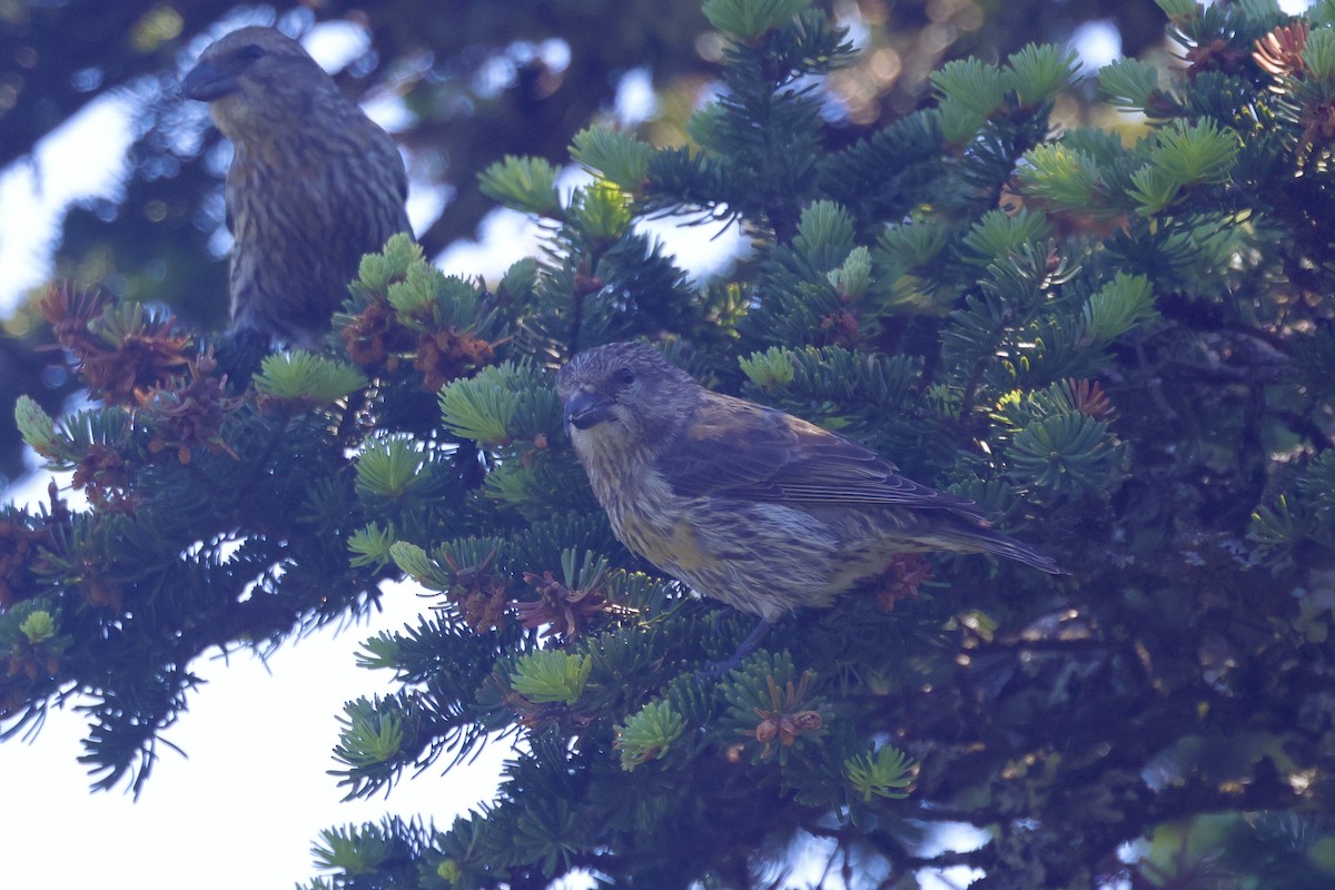 Red Crossbill - ML620580306