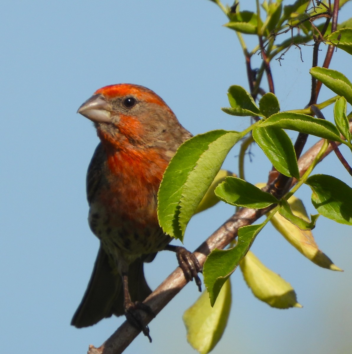 House Finch - ML620580312