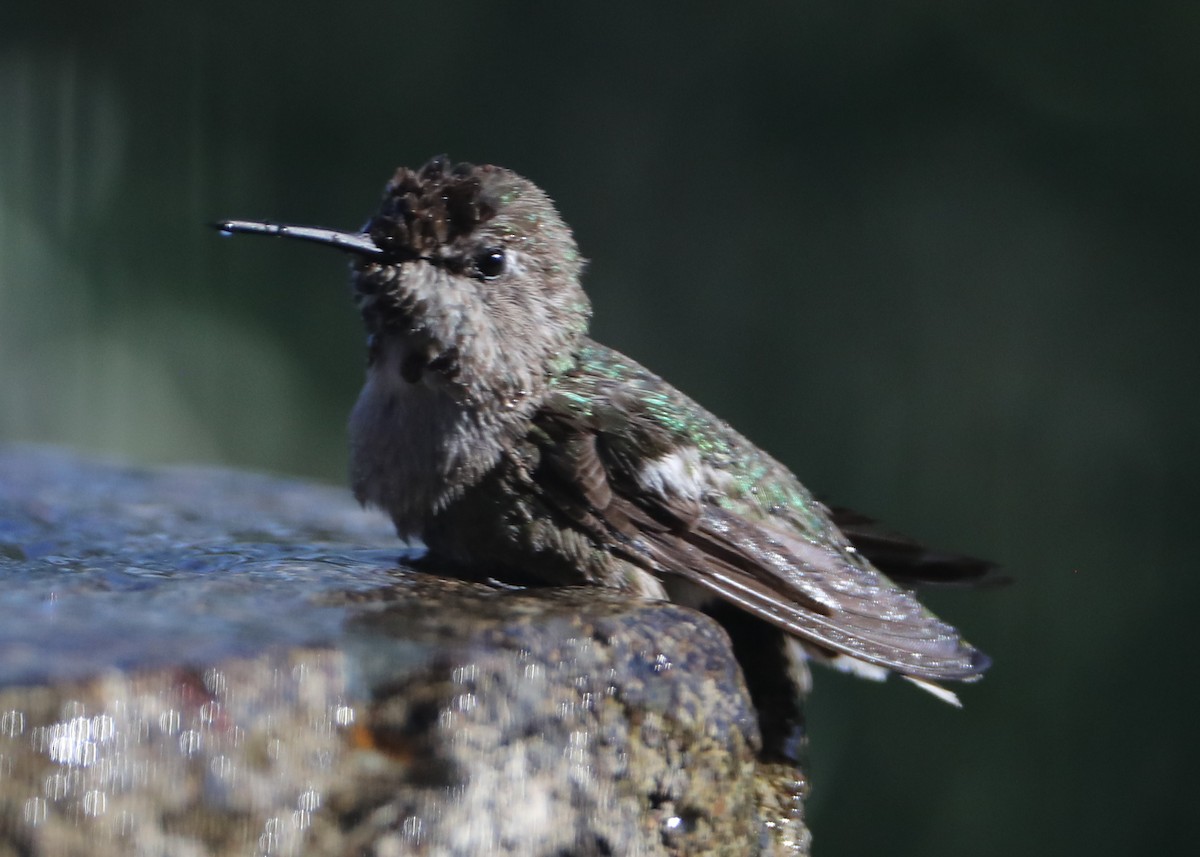 hummingbird sp. - ML620580317