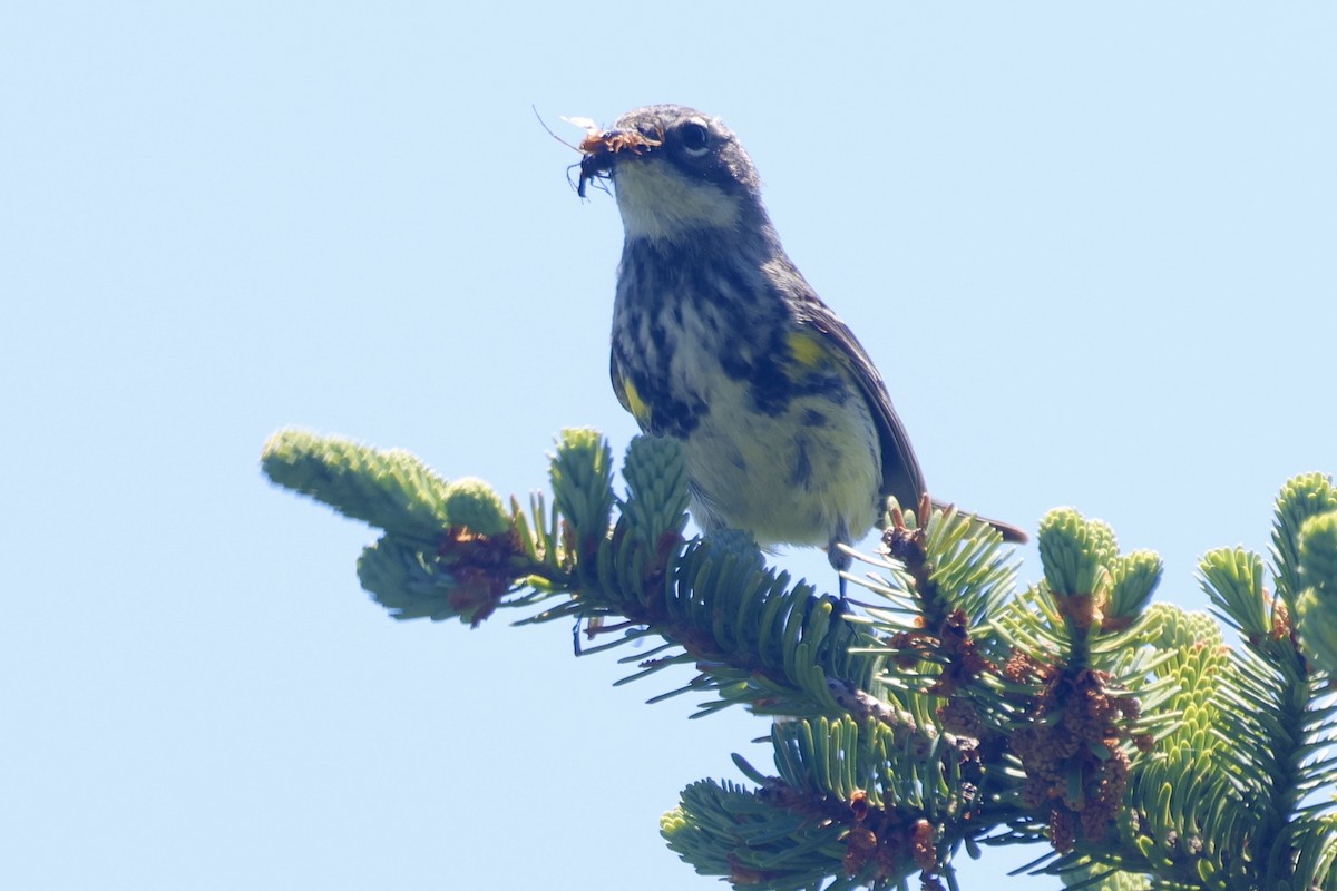 lesňáček žlutoskvrnný (ssp. coronata) - ML620580318