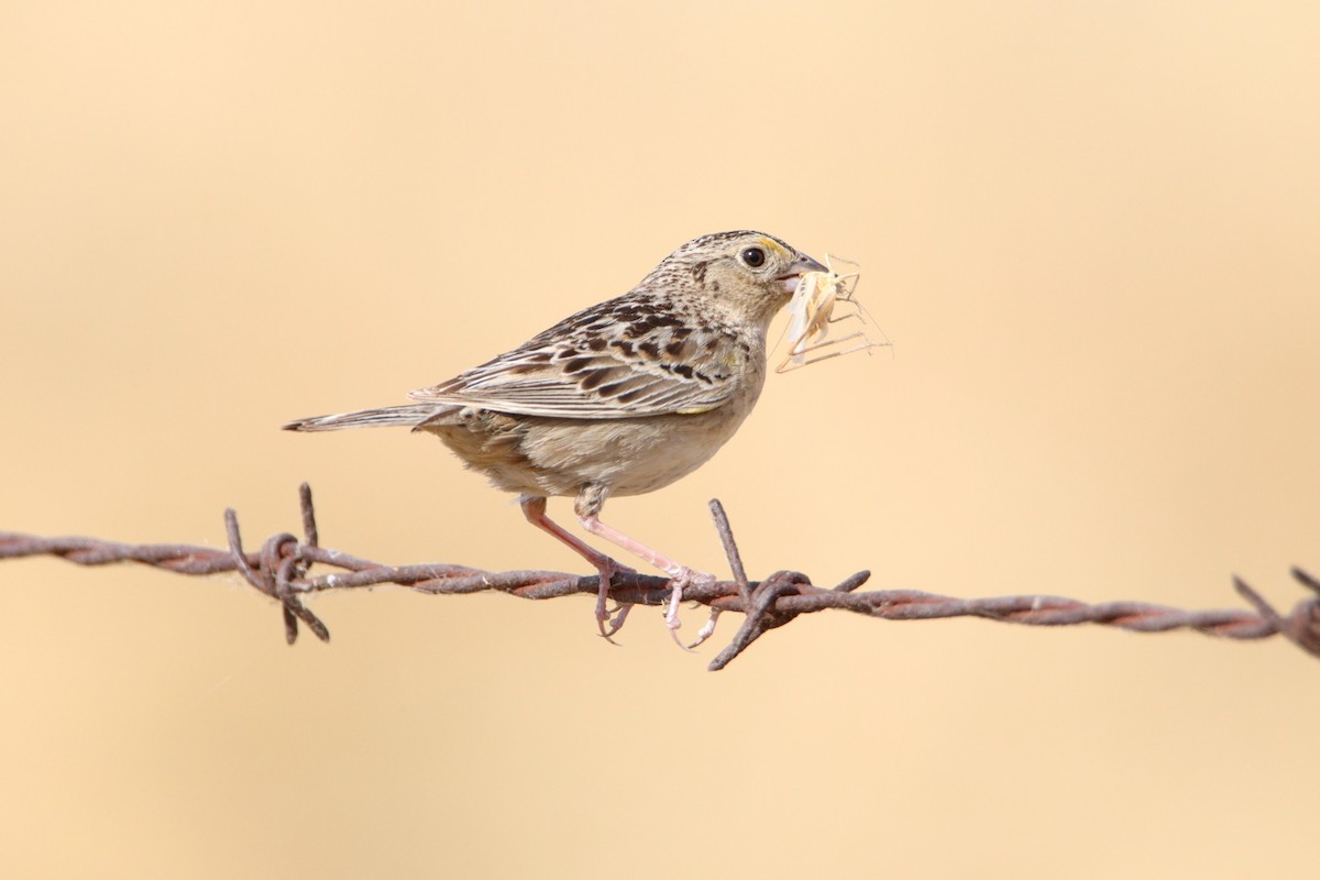 Grasshopper Sparrow - ML620580323