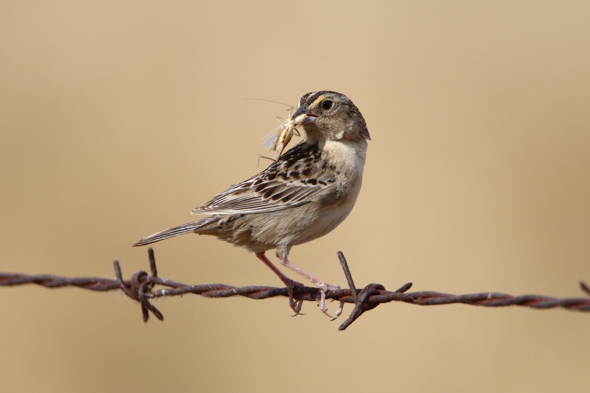 Grasshopper Sparrow - ML620580325