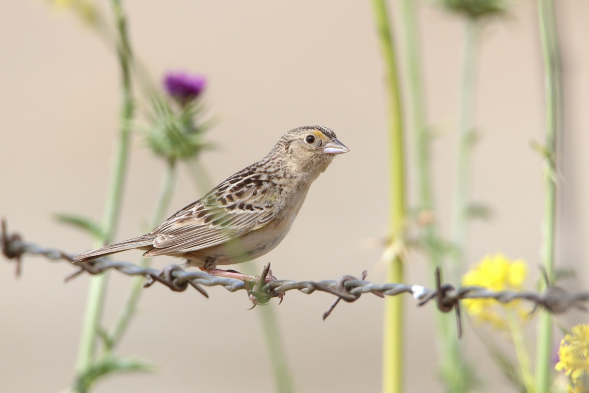 Grasshopper Sparrow - Patrick Sysiong