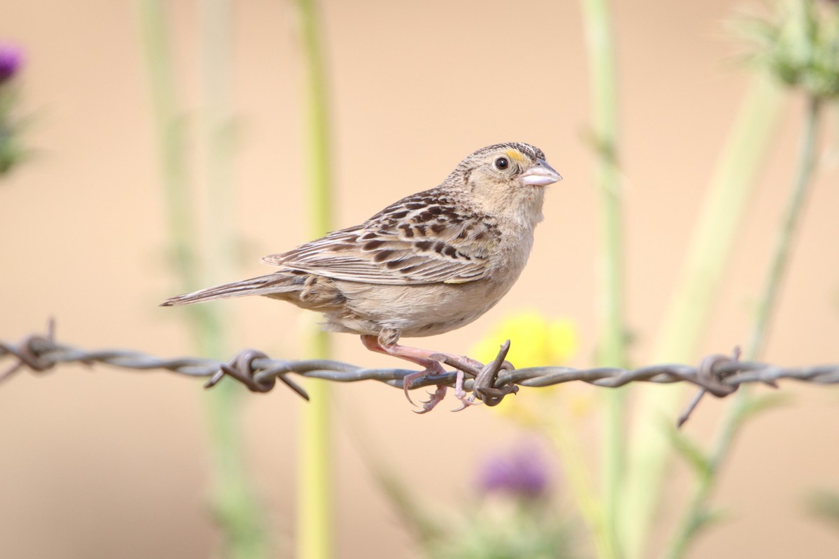 Grasshopper Sparrow - ML620580327