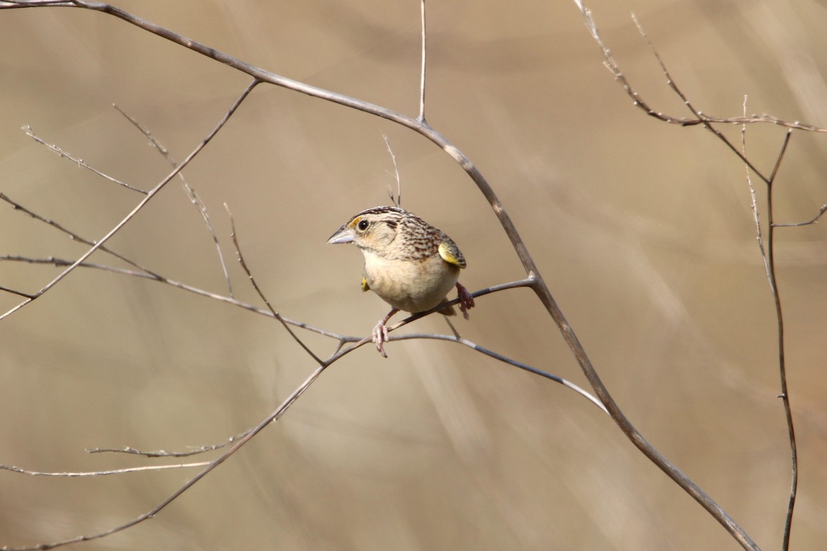 Grasshopper Sparrow - ML620580328