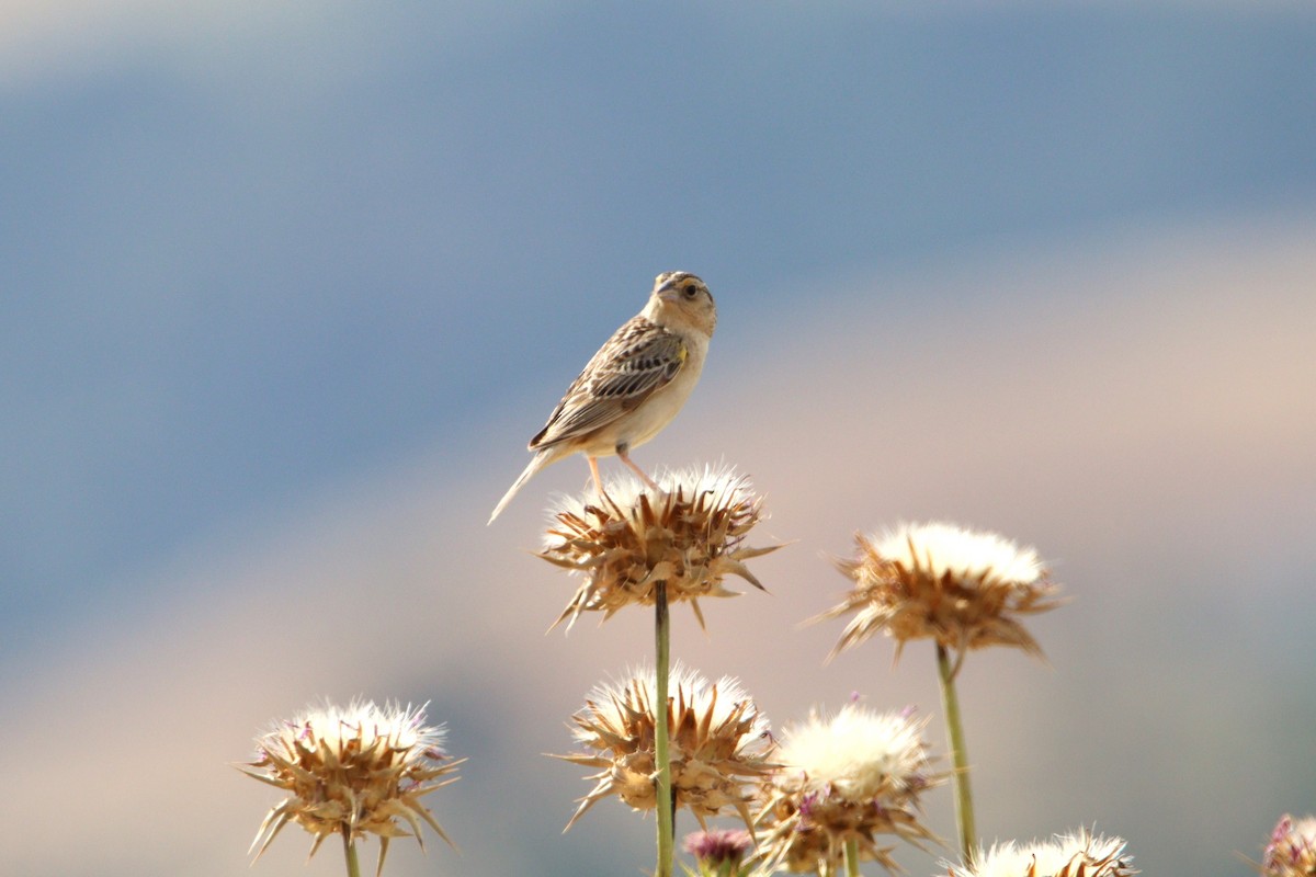 Grasshopper Sparrow - ML620580329