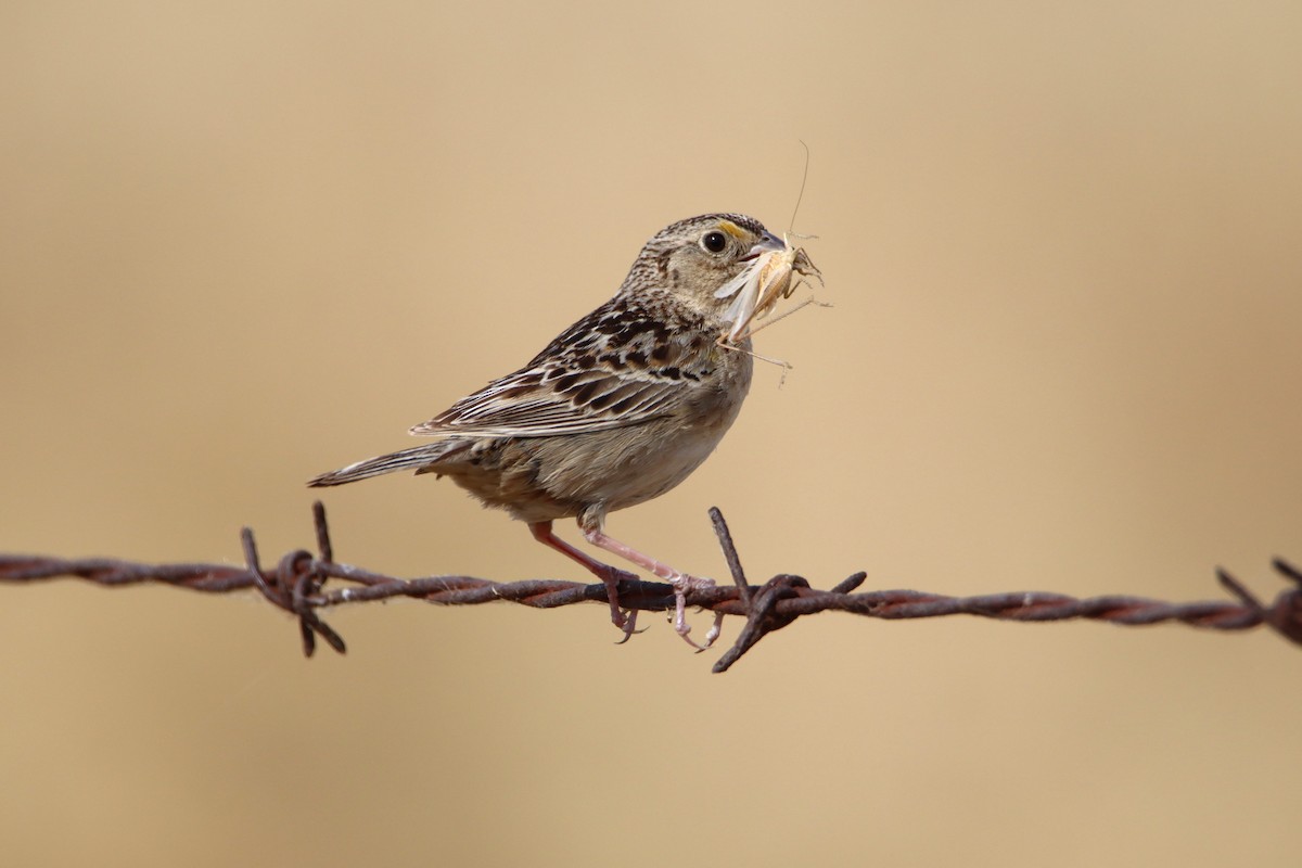 Grasshopper Sparrow - ML620580330