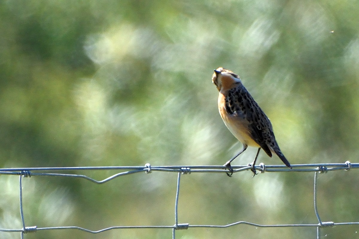 Whinchat - ML620580331