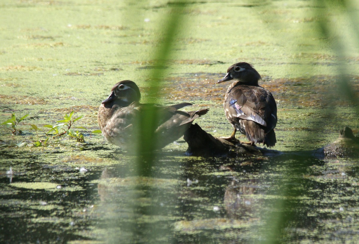 Wood Duck - Becky Lutz