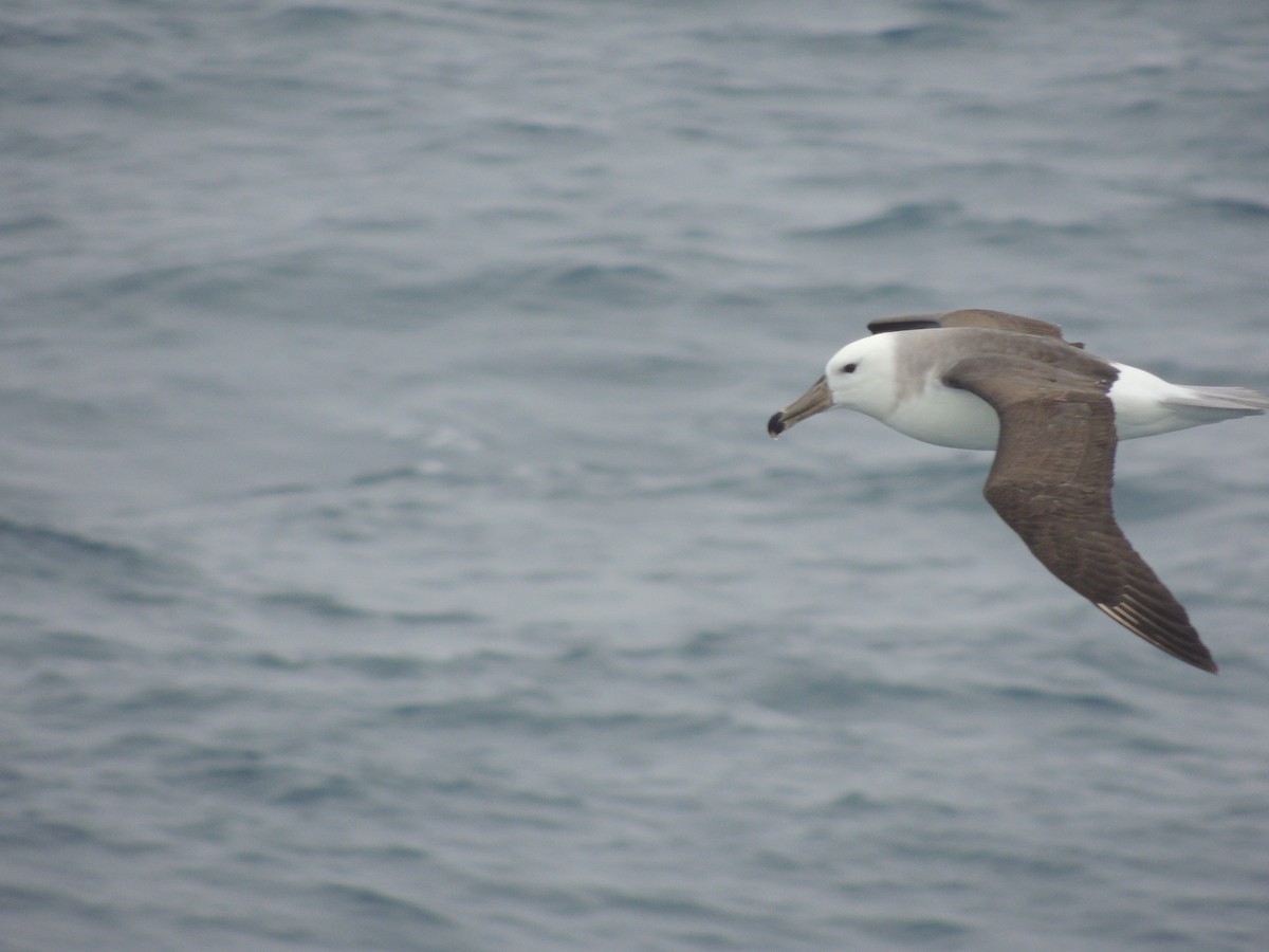 Black-browed Albatross - ML620580344