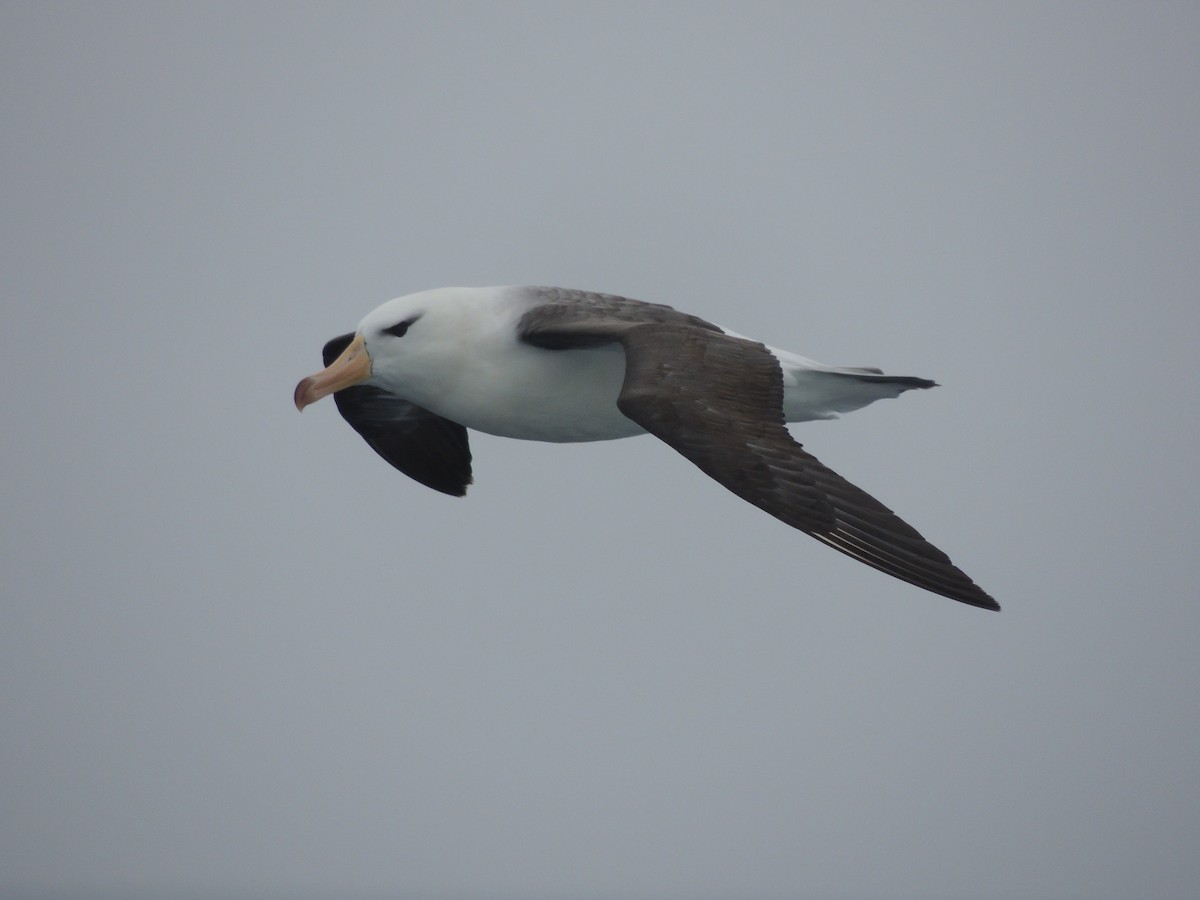 Black-browed Albatross - ML620580345