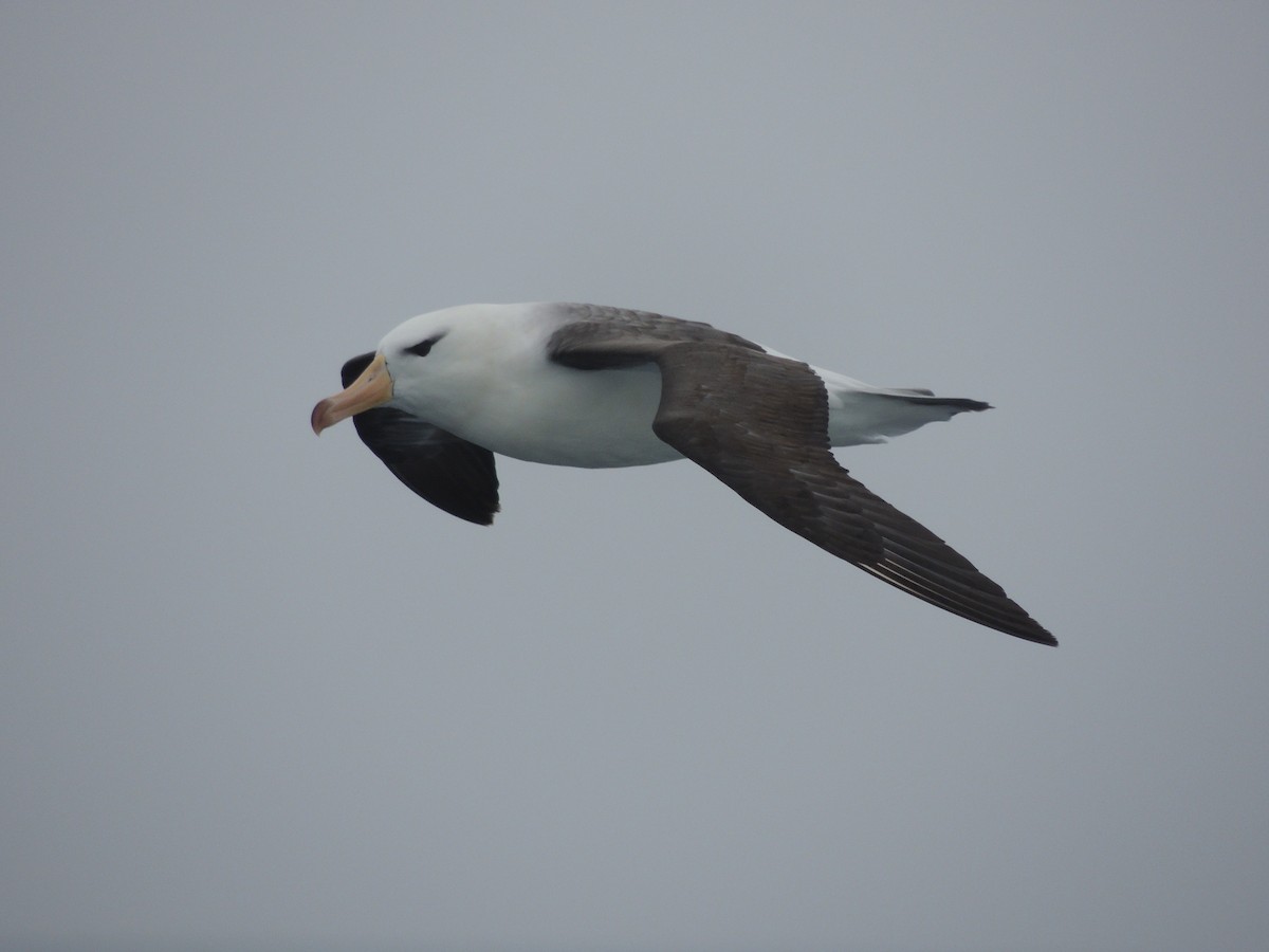 Albatros à sourcils noirs - ML620580345