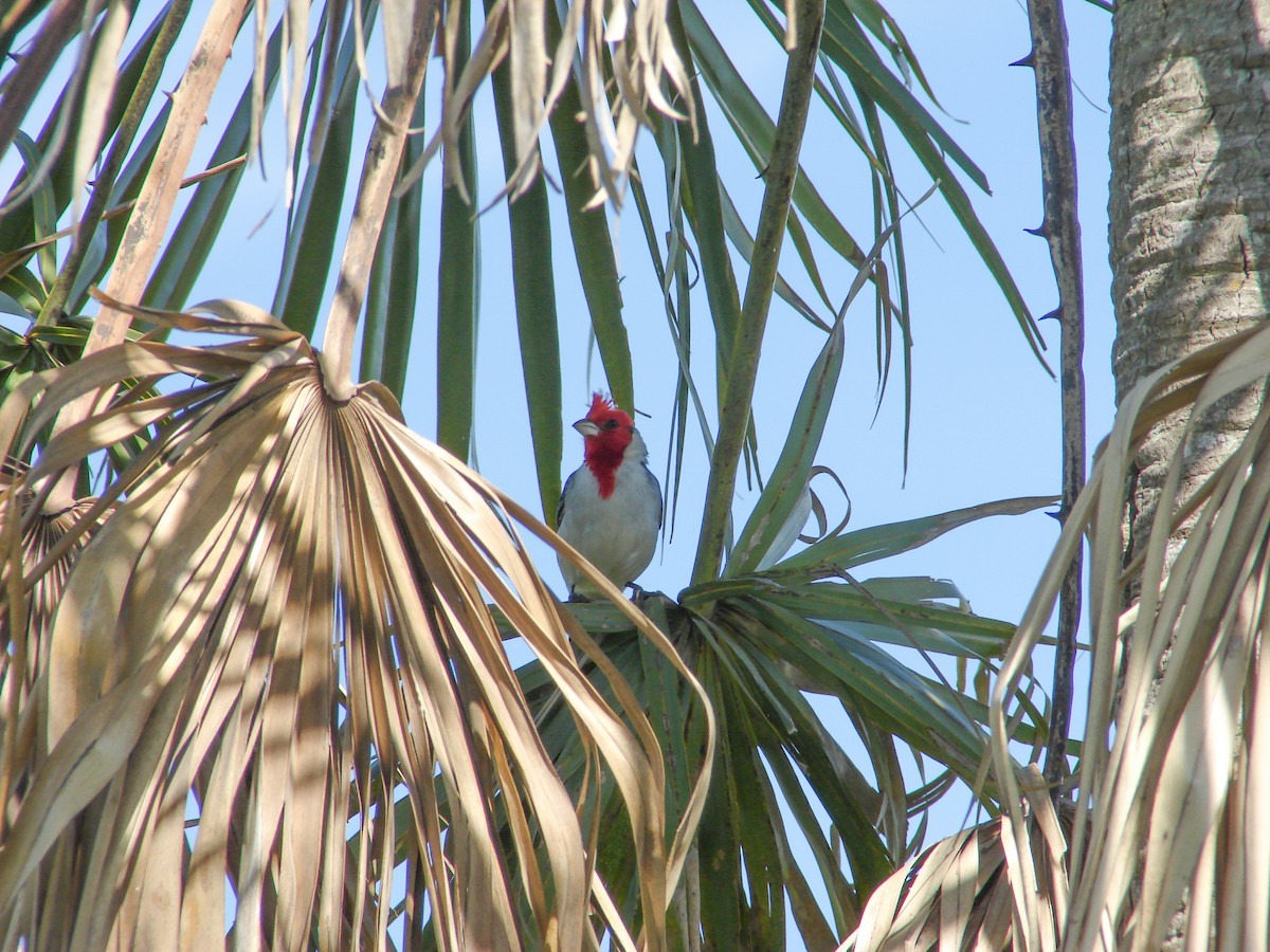 Red-crested Cardinal - ML620580346