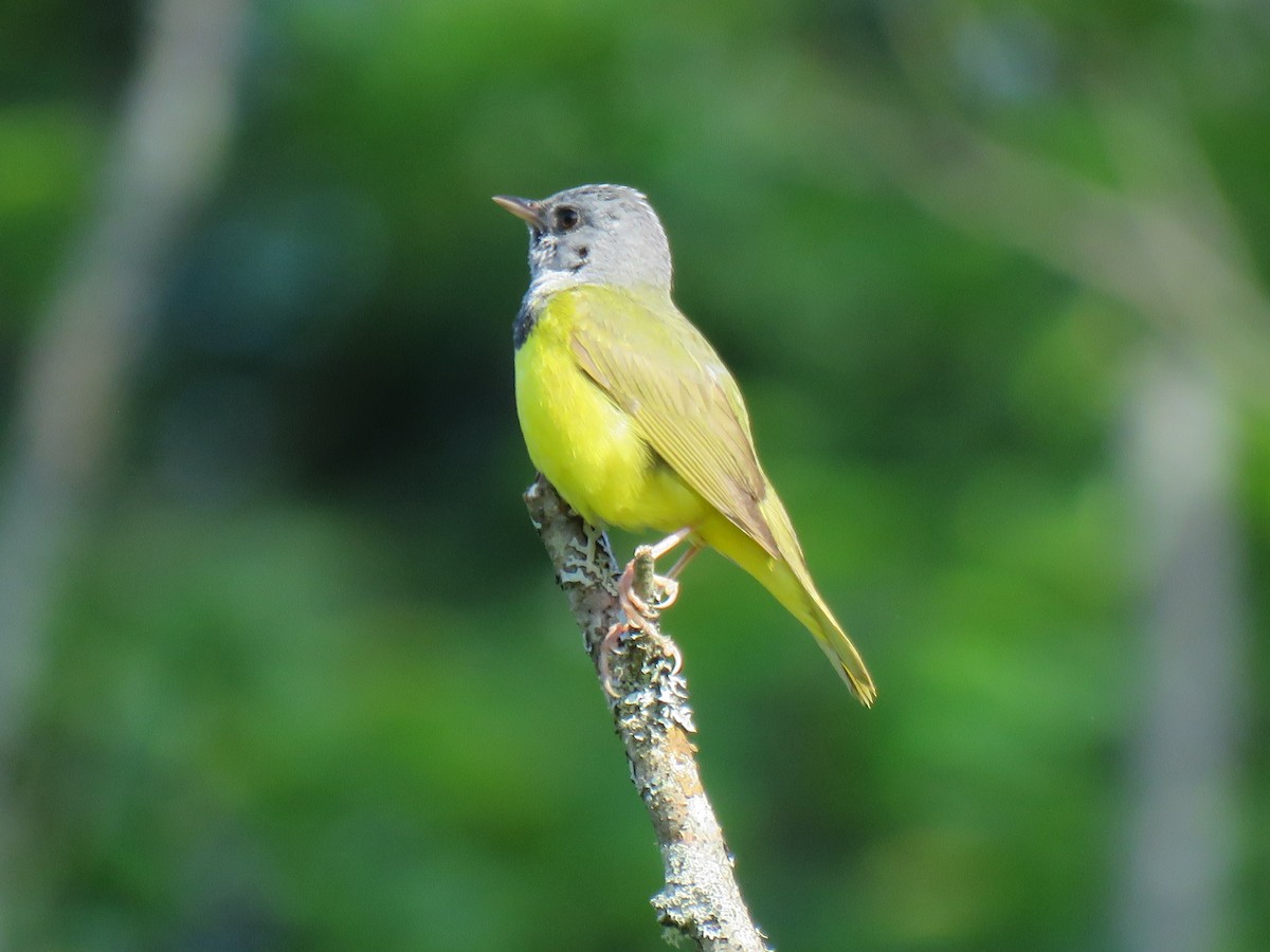 Mourning Warbler - ML620580353